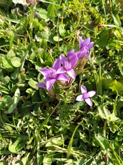 Gentianella campestris