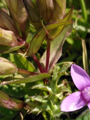Gentianella campestris