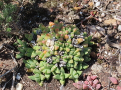Corpuscularia lehmannii