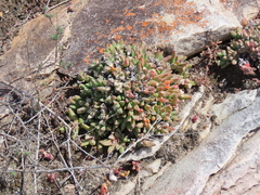 Corpuscularia lehmannii