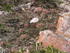 Corpuscularia lehmannii