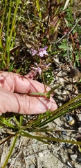 Stachys hyssopifolia