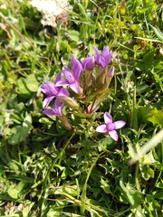 Gentianella campestris