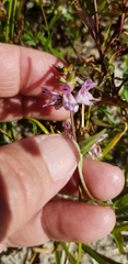 Stachys hyssopifolia
