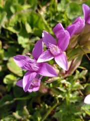 Gentianella campestris