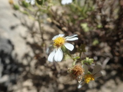 Senecio tortuosus