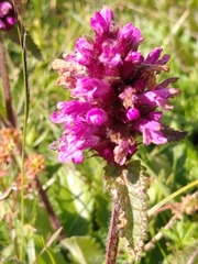 Betonica hirsuta