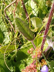 Betonica hirsuta