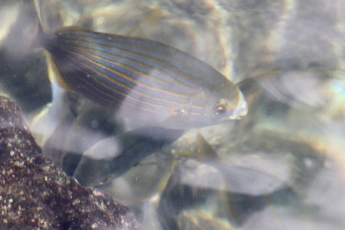 Gold line (Sarpa salpa) — Sparidae — 2