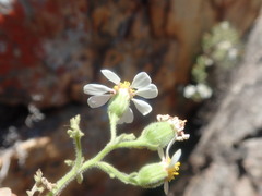 Senecio tortuosus