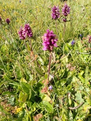 Betonica hirsuta