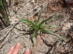 Pelargonium ellaphieae