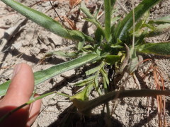 Pelargonium ellaphieae