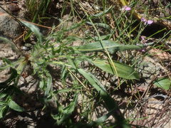 Pelargonium ellaphieae