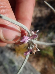 Stachys rugosa