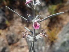 Stachys rugosa