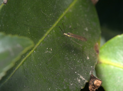 Gonomyia