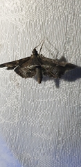 Merodictya marmorata