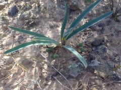 Euphorbia silenifolia