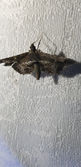Merodictya marmorata