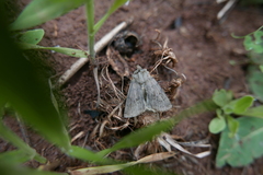Agrotis cinerea