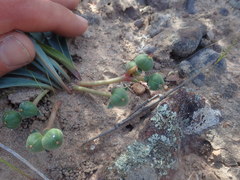 Euphorbia silenifolia