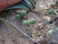 Euphorbia silenifolia