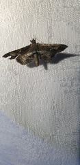 Merodictya marmorata