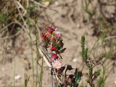 Lampranthus productus