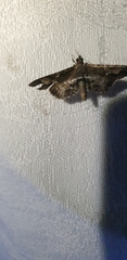 Merodictya marmorata