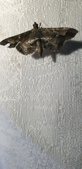 Merodictya marmorata