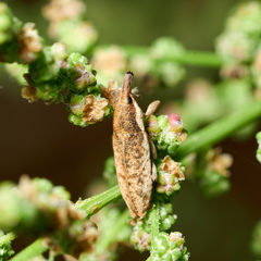Lixus subtilis