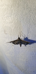Merodictya marmorata