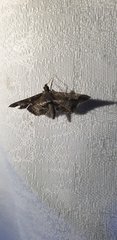 Merodictya marmorata