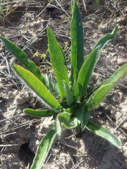 Pelargonium ellaphieae