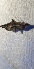 Merodictya marmorata