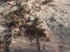 Cephalophyllum tricolorum