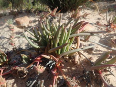 Cephalophyllum tricolorum