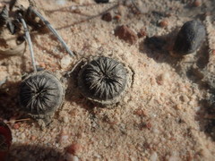 Cephalophyllum tricolorum