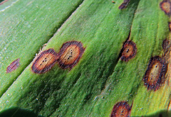 Phyllosticta cruenta