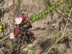 Lampranthus productus