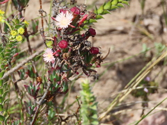 Lampranthus productus