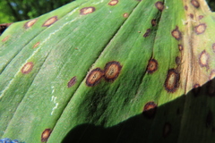 Phyllosticta cruenta