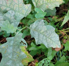 Pseudoidium neolycopersici