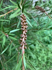Callistemon