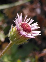 Erigeron alpinus