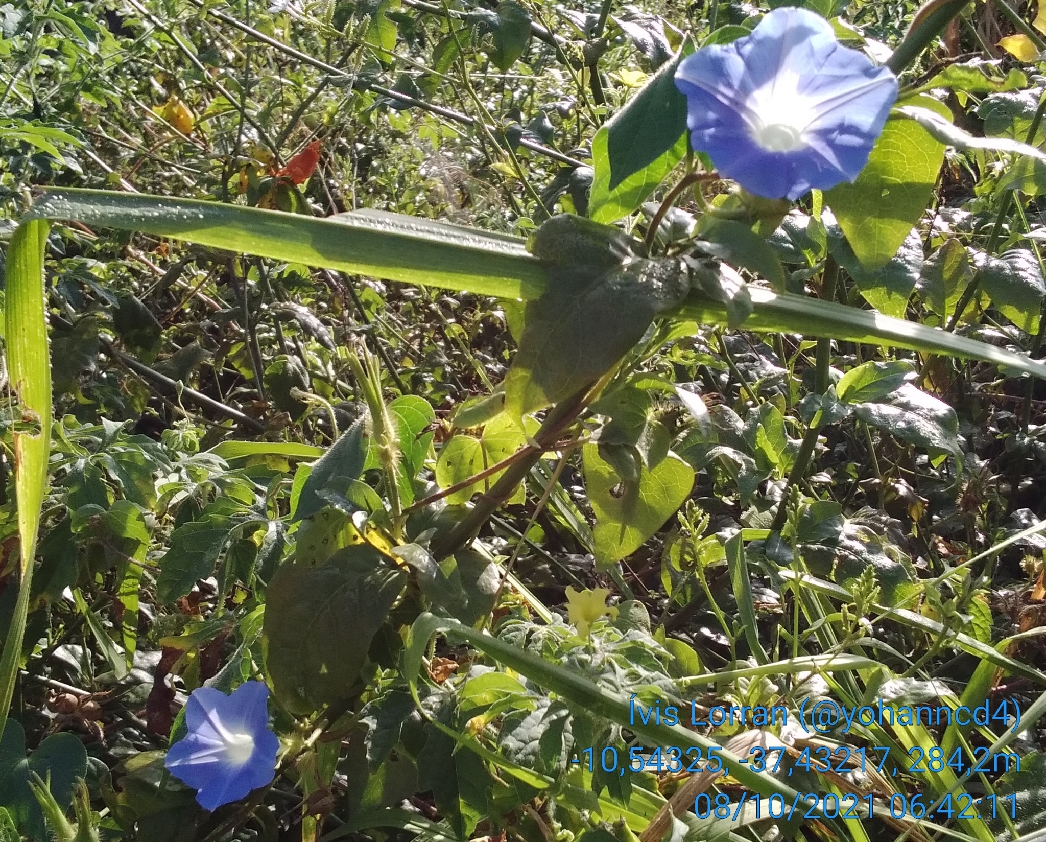 Ipomoea nil