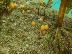 Pseudodistoma novaezelandiae