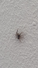 Pseudeuophrys lanigera