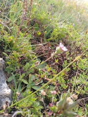 Erigeron alpinus